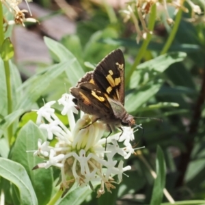 Trapezites phigalioides at Paddys River, ACT - 3 Jan 2023