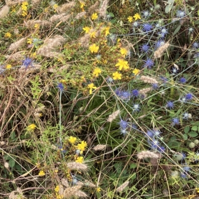 Eryngium ovinum (Blue Devil) at Federal Golf Course - 5 Jan 2023 by KL