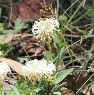 Pimelea treyvaudii (Grey Riceflower) at Gibraltar Pines - 3 Jan 2023 by RAllen