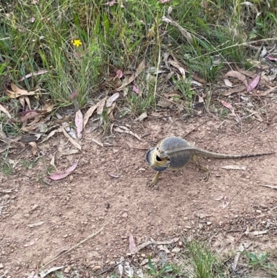 Pogona barbata (Eastern Bearded Dragon) at Red Hill, ACT - 4 Jan 2023 by KL