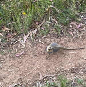 Pogona barbata at Red Hill, ACT - 4 Jan 2023