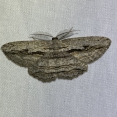 Scioglyptis loxographa (Light Grey Bark Moth) at Numeralla, NSW - 1 Jan 2023 by Steve_Bok