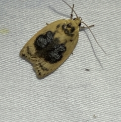 Garrha ocellifera (A concealer moth) at Numeralla, NSW - 2 Jan 2023 by SteveBorkowskis
