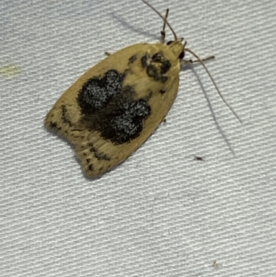 Garrha ocellifera (A concealer moth) at Numeralla, NSW - 2 Jan 2023 by SteveBorkowskis