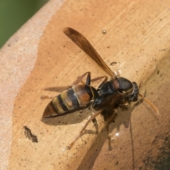 Polistes (Polistella) humilis (Common Paper Wasp) at Higgins, ACT - 26 Dec 2022 by AlisonMilton