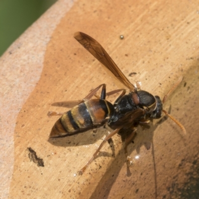 Polistes (Polistella) humilis (Common Paper Wasp) at Higgins, ACT - 26 Dec 2022 by AlisonMilton