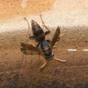 Polistes (Polistella) humilis at Higgins, ACT - 26 Dec 2022