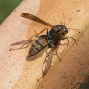 Polistes (Polistella) humilis at Higgins, ACT - 26 Dec 2022