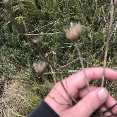 Trachymene composita var. composita at Tharwa, ACT - 15 Dec 2022 by Tapirlord