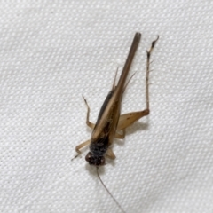 Trigonidium vittaticollis (A sword-tail cricket) at Higgins, ACT - 26 Dec 2022 by AlisonMilton