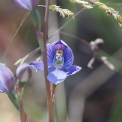 Thelymitra alpicola (Striped Alpine Sun Orchid) at Tharwa, ACT - 3 Jan 2023 by RAllen