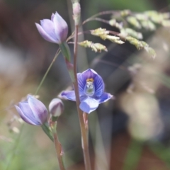 Thelymitra alpicola at suppressed - 3 Jan 2023