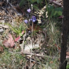 Thelymitra alpicola at suppressed - 3 Jan 2023