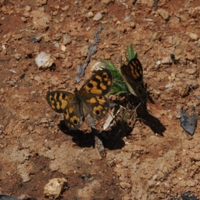 Heteronympha cordace (Bright-eyed Brown) at Gibraltar Pines - 3 Jan 2023 by RAllen