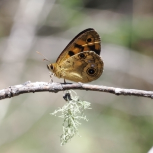 Heteronympha cordace at Paddys River, ACT - 3 Jan 2023 12:41 PM