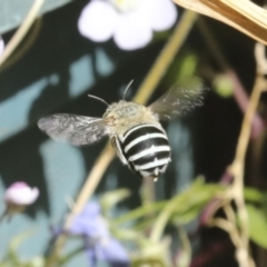 Amegilla (Zonamegilla) asserta (Blue Banded Bee) at Higgins, ACT - 19 Dec 2022 by AlisonMilton