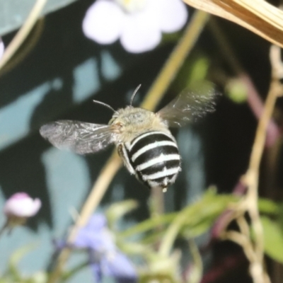 Amegilla (Zonamegilla) asserta (Blue Banded Bee) at Higgins, ACT - 20 Dec 2022 by AlisonMilton