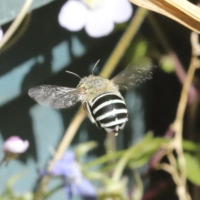 Amegilla (Zonamegilla) asserta (Blue Banded Bee) at Higgins, ACT - 19 Dec 2022 by AlisonMilton