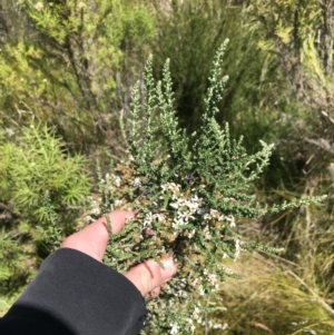 Olearia floribunda at Tennent, ACT - 15 Dec 2022