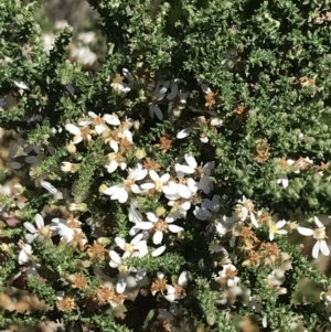 Olearia floribunda at Tennent, ACT - 15 Dec 2022