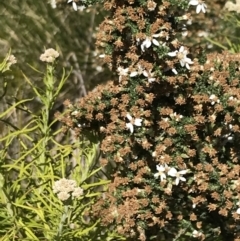 Olearia floribunda at Tennent, ACT - 15 Dec 2022