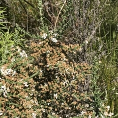 Olearia floribunda at Tennent, ACT - 15 Dec 2022