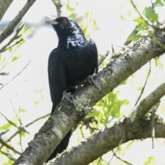 Eudynamys orientalis (Pacific Koel) at Higgins, ACT - 30 Nov 2022 by AlisonMilton