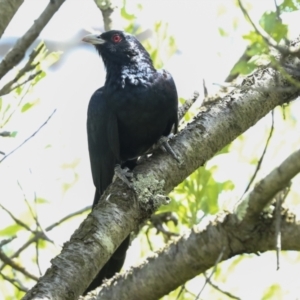 Eudynamys orientalis at Higgins, ACT - 30 Nov 2022