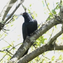 Eudynamys orientalis at Higgins, ACT - 30 Nov 2022