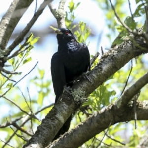 Eudynamys orientalis at Higgins, ACT - 30 Nov 2022