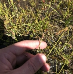 Eleocharis atricha (Tuber Spikerush) at Tharwa, ACT - 15 Dec 2022 by Tapirlord