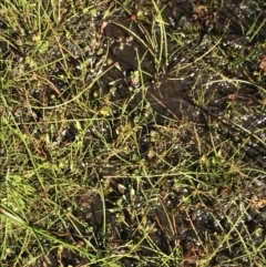 Eleocharis atricha at Tennent, ACT - 15 Dec 2022