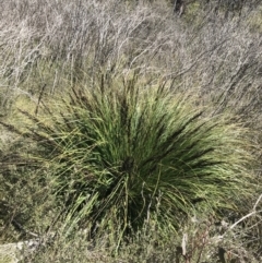 Gahnia subaequiglumis at Tennent, ACT - 15 Dec 2022