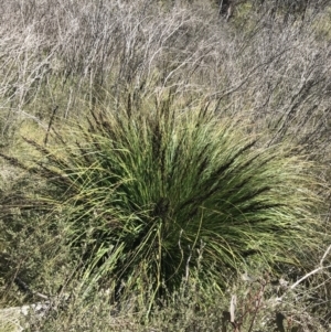 Gahnia subaequiglumis at Tennent, ACT - 15 Dec 2022