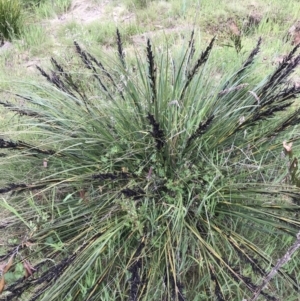 Gahnia subaequiglumis at Paddys River, ACT - 15 Dec 2022