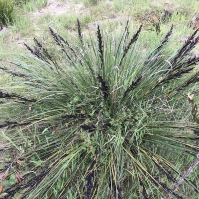 Gahnia subaequiglumis (Bog Saw-sedge) at Paddys River, ACT - 15 Dec 2022 by Tapirlord