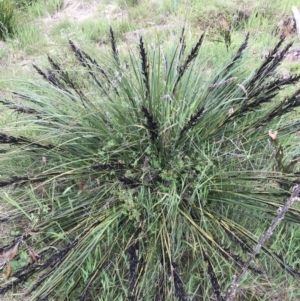 Gahnia subaequiglumis at Paddys River, ACT - 15 Dec 2022