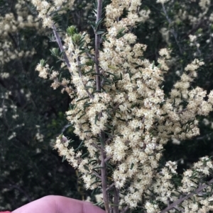Pomaderris phylicifolia subsp. ericoides at Paddys River, ACT - 15 Dec 2022