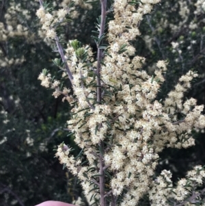 Pomaderris phylicifolia subsp. ericoides at Tharwa, ACT - 15 Dec 2022