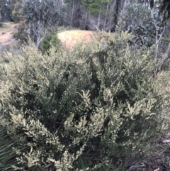Pomaderris phylicifolia subsp. ericoides at Paddys River, ACT - 15 Dec 2022