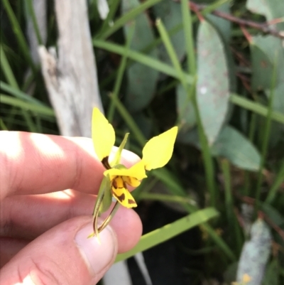 Diuris sulphurea (Tiger Orchid) at Tennent, ACT - 15 Dec 2022 by Tapirlord