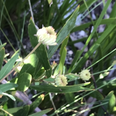 Pimelea treyvaudii (Grey Riceflower) at Tennent, ACT - 15 Dec 2022 by Tapirlord