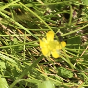 Ranunculus pimpinellifolius at Tennent, ACT - 15 Dec 2022 03:34 PM