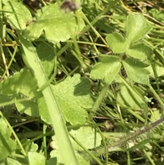 Ranunculus pimpinellifolius at Tennent, ACT - 15 Dec 2022