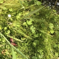 Ranunculus pimpinellifolius at Tennent, ACT - 15 Dec 2022