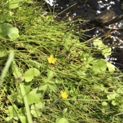 Ranunculus pimpinellifolius at Tennent, ACT - 15 Dec 2022