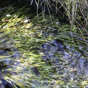 Isolepis crassiuscula at Tharwa, ACT - suppressed