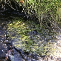 Isolepis crassiuscula at Tharwa, ACT - suppressed