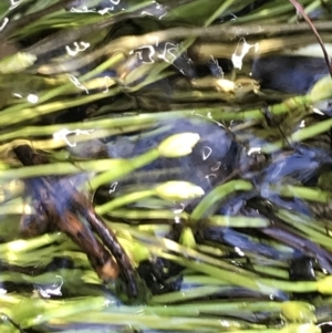 Isolepis crassiuscula at Tharwa, ACT - suppressed