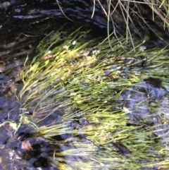 Isolepis crassiuscula at Tharwa, ACT - suppressed